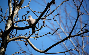 grey bird perching on tree branch during daytime