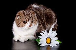 brown and white cat beside white Gazania flower