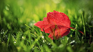 red leaf, leaves, grass, nature HD wallpaper