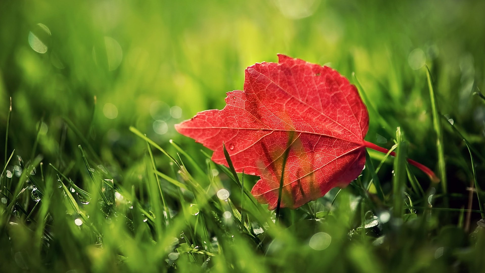 Online Crop Red Leaf Leaves Grass Nature Hd Wallpaper Wallpaper