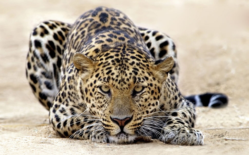 brown and black leopard, feline, nature, jaguars, cat HD wallpaper