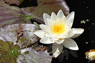 white Lotus flower during daytime, white waterlily HD wallpaper