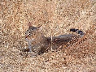 adult tricolored tabby cat on brown grasses