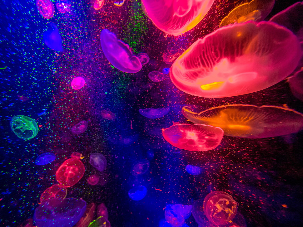 jellyfish lot, jellyfish HD wallpaper