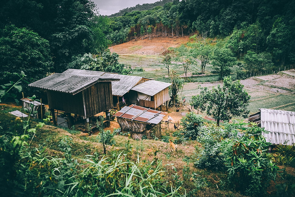 black house, Buildings, Forest, Trees HD wallpaper