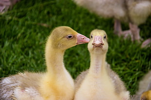 closeup photo of two yellow ducklings
