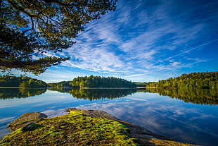 panorama photography of calm body of water surrounded by green leaf plant