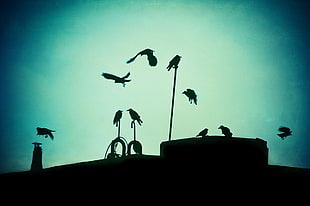 silhouette of birds, birds, blue HD wallpaper