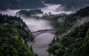 bird's eye view of train passing by trees and river, nature, landscape, train, bridge