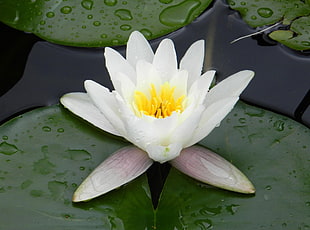 Lotus flower HD wallpaper