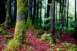 forest painting