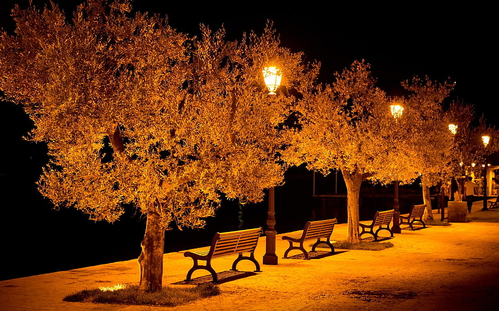benches under tree during nighttime HD wallpaper
