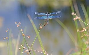 blue dragonfly perched on green plant HD wallpaper