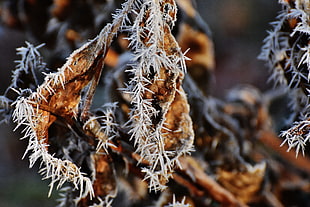 closeup photo of brown cactus
