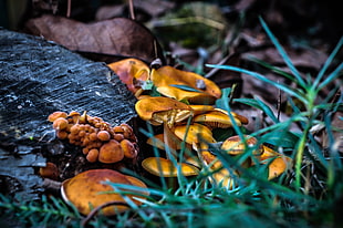 brown fungus, shrooms, landscape, fall