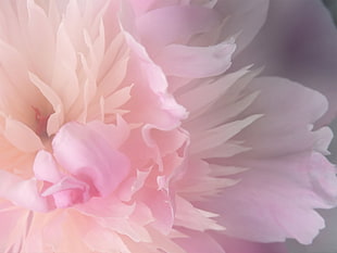 pink petaled flower in closeup photography HD wallpaper