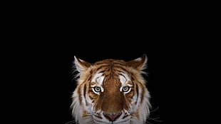 brown tiger