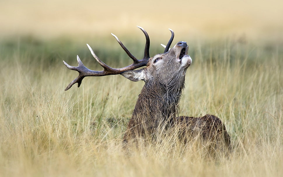 fawn Buck on green grass field HD wallpaper