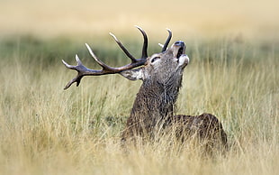 fawn Buck on green grass field