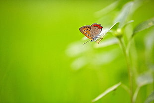 shallow focus photography of brown butterfly on green leaf plant HD wallpaper
