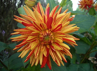 selective focus photography of red and yellow Dahlia flowers