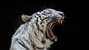 white tiger, white tigers HD wallpaper