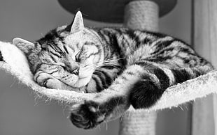 grayscale photography of Tabby cat sleeping on hammock