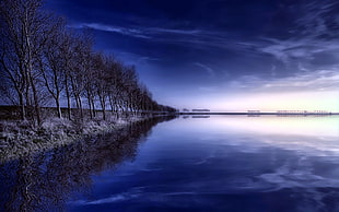brown bare tree near body of water
