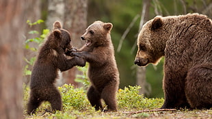 Grizzly Bear and cubs, nature HD wallpaper