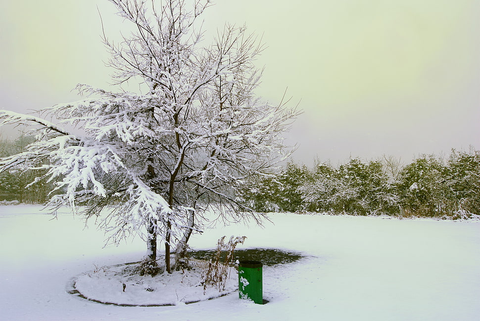 landscape photography of bare tree covered in snow, shanghai HD wallpaper