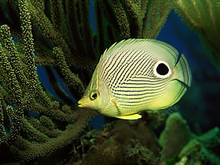 green discus fish, fish HD wallpaper