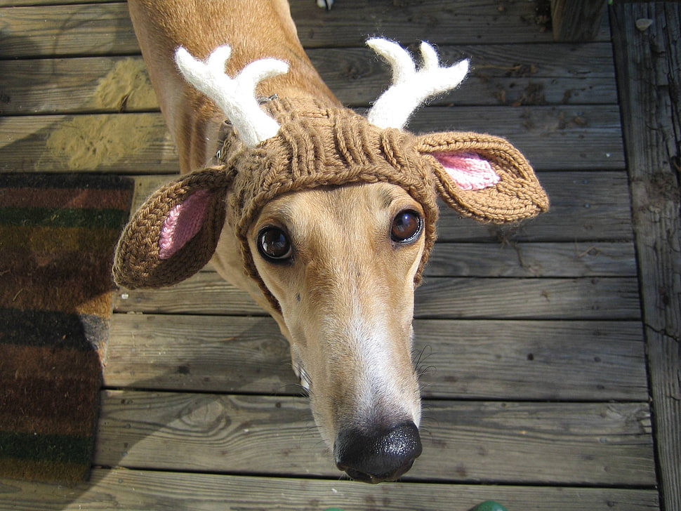 brown and white dog antler costume HD wallpaper