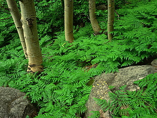 landscape photography of green leaf plants on the woods