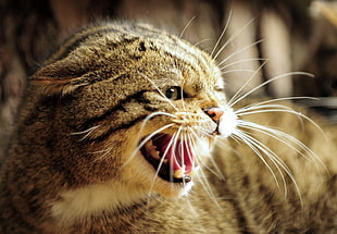 silver Tabby cat closeup photography HD wallpaper