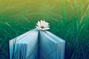 opened book with white daisy bookmark