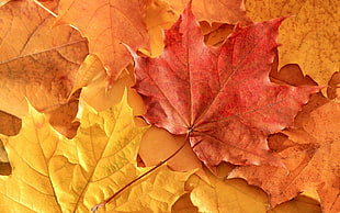 closeup photo of fall leaves digital wallpaper