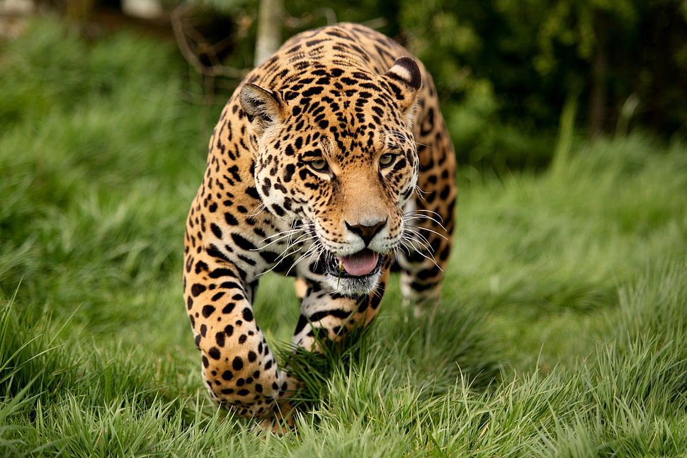 leopard on green grass HD wallpaper