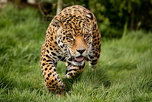 leopard on green grass HD wallpaper