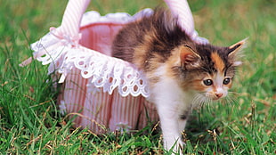 black and orange kitten in pink basket