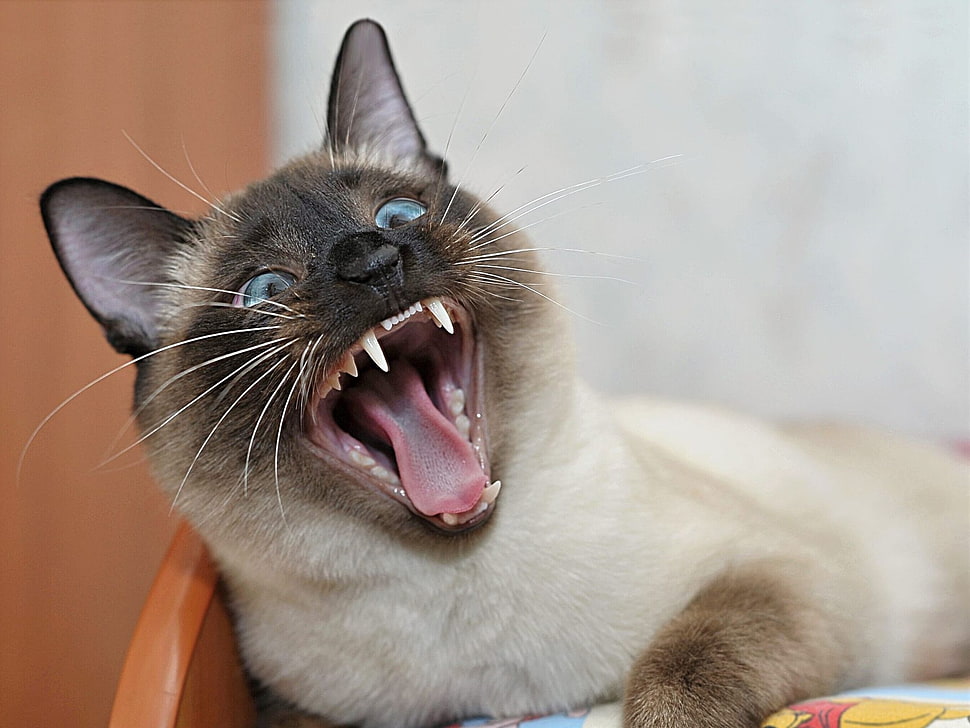 selective focus photography of Siamese cat HD wallpaper