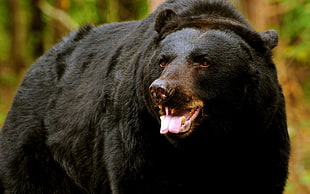 close up shot of American black bear HD wallpaper