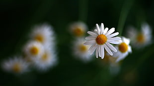 selective focus photography of white petaled flower HD wallpaper