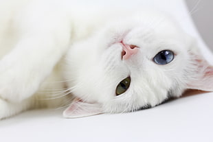 close-up photo of odd-eyed cat lying on floor