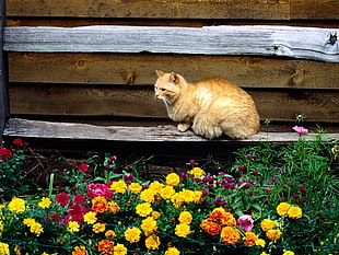 orange tabby cat on wood plank near flowers