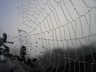 selective focus photography of spider web HD wallpaper