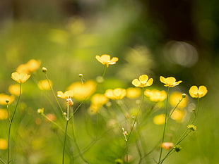 shallow focus photography of yellow flowers HD wallpaper