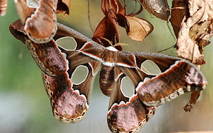 close up photo of brown atlas moth