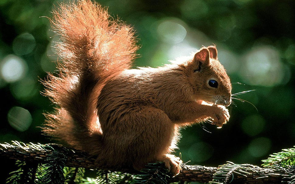brown squirrel on brown tree branch HD wallpaper