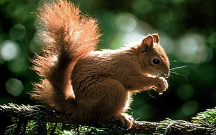 brown squirrel on brown tree branch HD wallpaper