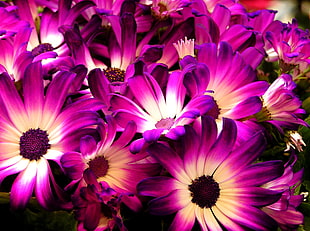 photo of purple and white petaled flowers, daisies
